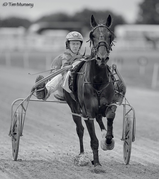 Harness racing 120708_2.jpg